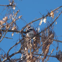 Bullfinch