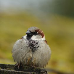 Tree Sparrow