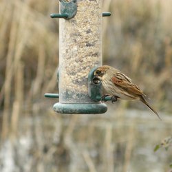 Reed Bunting