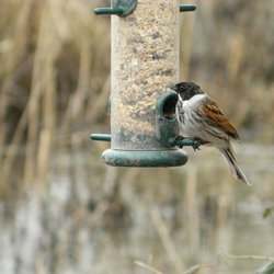 Reed Bunting