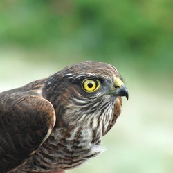 Sparrowhawk