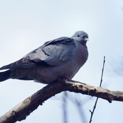 Stock Dove