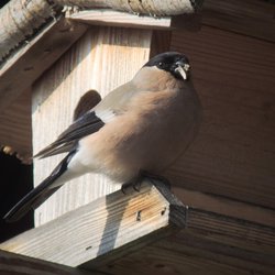 Bullfinch