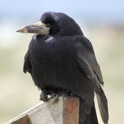 Rook