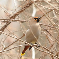 Bohemian Waxwing
