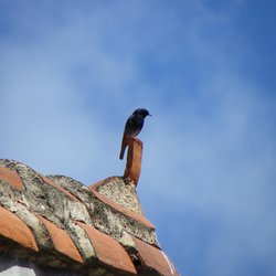 Black Redstart
