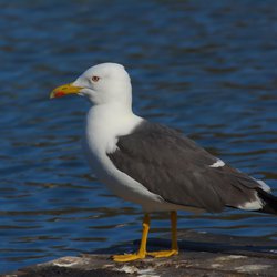Lesser Black-backed Gull