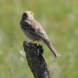 Corn Bunting