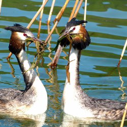 Great Crested Grebe