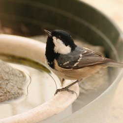 Coal Tit