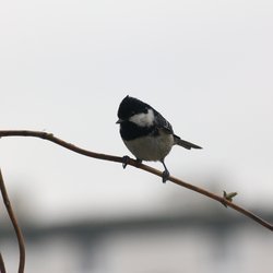 Coal Tit