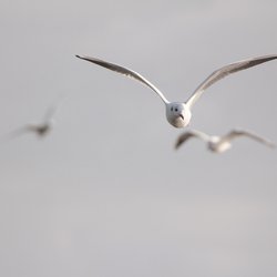 Black-headed Gull