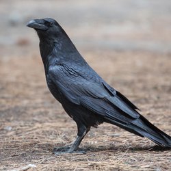 Raven
