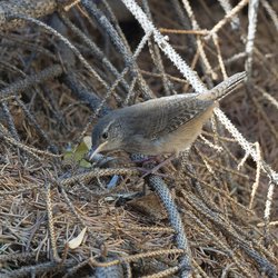 Northern Wren