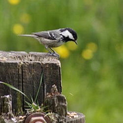 Coal Tit