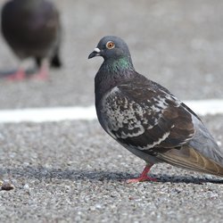 Feral Pigeon