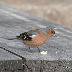 Chaffinch