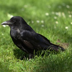 Raven