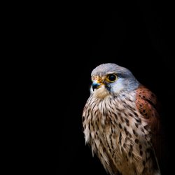 Kestrel