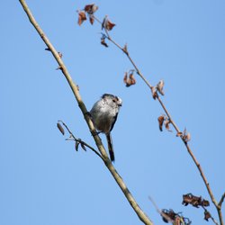 Long-tailed Tit