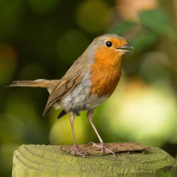 Robin