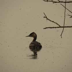 Great Crested Grebe