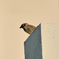 Tree Sparrow