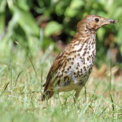 Song Thrush