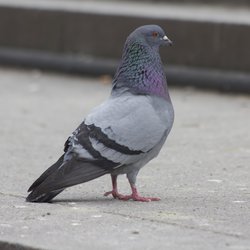 Feral Pigeon
