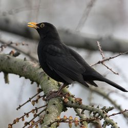 Blackbird
