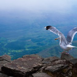 Herring Gull