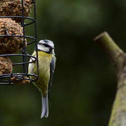 Blue Tit