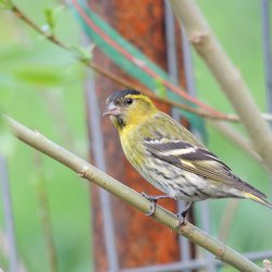 Siskin