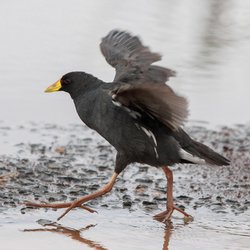 Moorhen