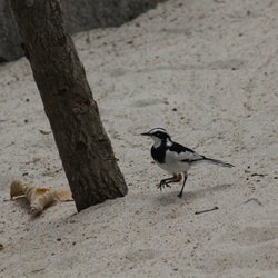 White Wagtail