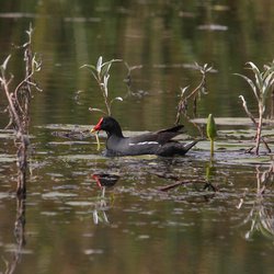 Moorhen