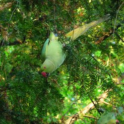 Ring-necked parakeet