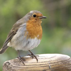 Robin
