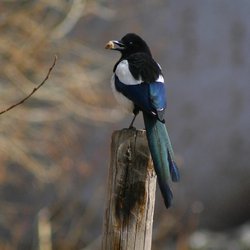Magpie