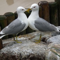 Common Gull