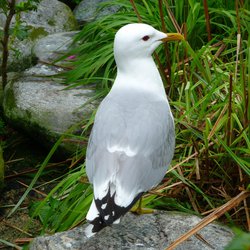 Common Gull