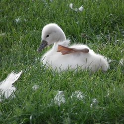 Mute Swan