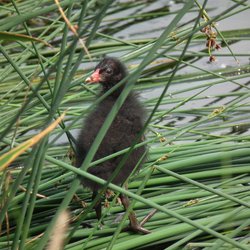 Moorhen