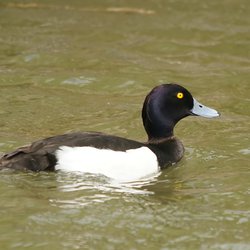 Tufted Duck