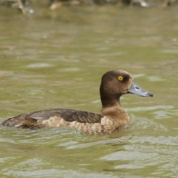 Tufted Duck