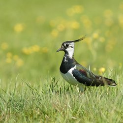 Northern Lapwing