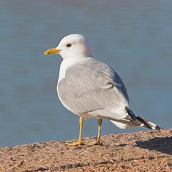 Common Gull