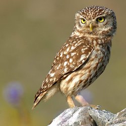 Little Owl