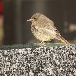 Black Redstart
