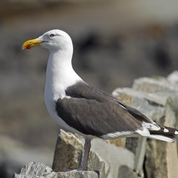 Great Black-backed Gull